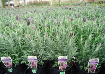 Lavender Avonview 140mm