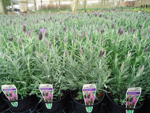 Lavender Avonview About Us