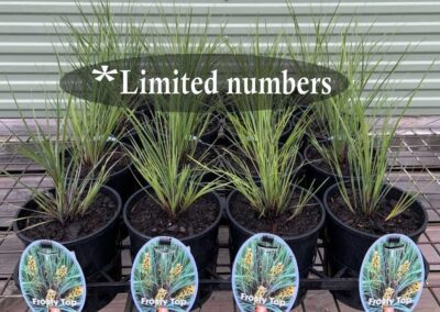 Lomandra Frosty Top 140mm