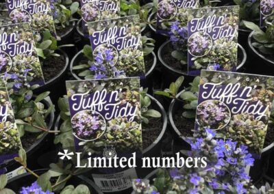 Ajuga Tuff n Tidy 140mm