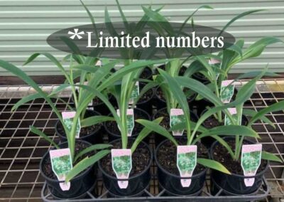 Arthropodium Matapouri Bay 140mm