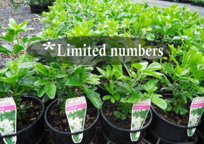 Choisya ternata 140mm