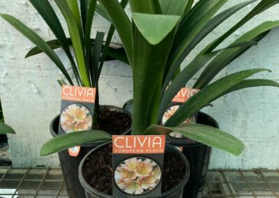 Clivia European Peach 180mm