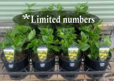 Goodenia Little Goodie 140mm