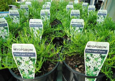 Myoporum Parvifolium Fine White 140mm