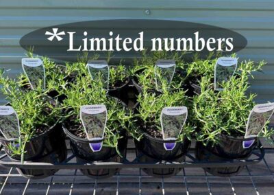 Rosemary Prostrate 140mm