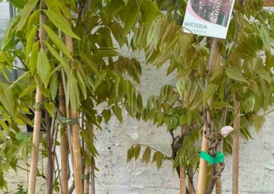 Wisteria Rosea 200mm