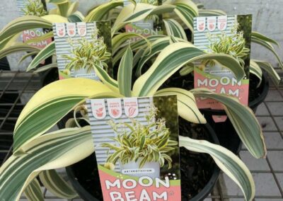 Arthropodium Moon Beam 200mm