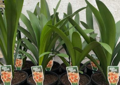 Clivia Peach 140mm