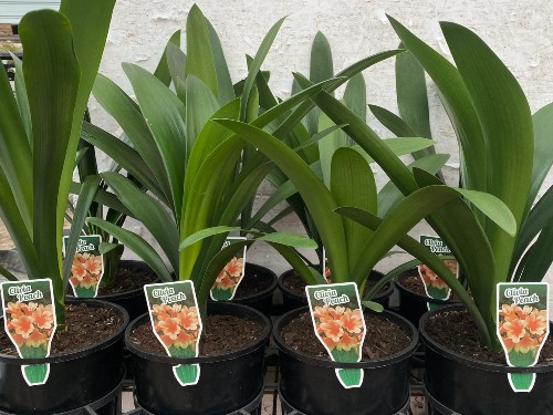 Clivia Peach Clivia Peach 140mm About Us