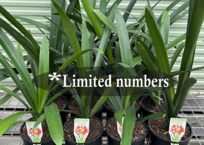 Clivia miniata Orange 140mm