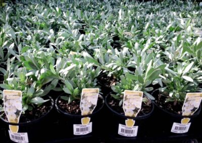 Convolvulus Cneorum 140mm