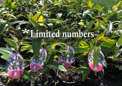 Hardenbergia Free n Easy 140mm