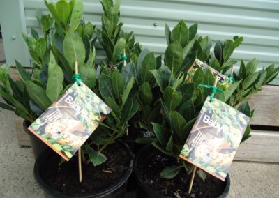 Laurus Baby Bay 200mm