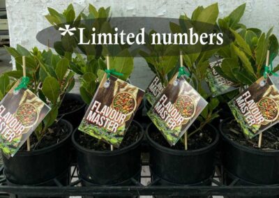 Laurus Flavour Master 140mm