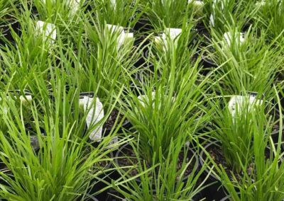 Lomandra Little Lime 140mm