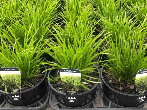 Wisteria Amethyst Falls 140mm About Us