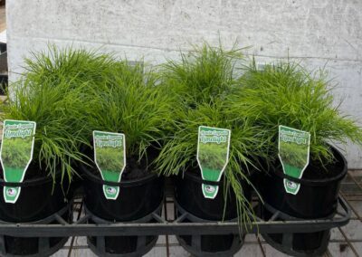 Acacia Limelight 140mm