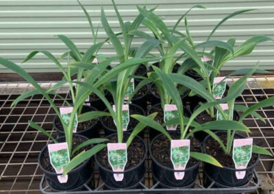 Arthropodium Matapouri Bay 140mm