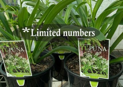 Arthropodium Te Puna 200mm