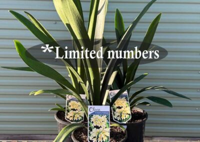 Clivia Yellow 200mm