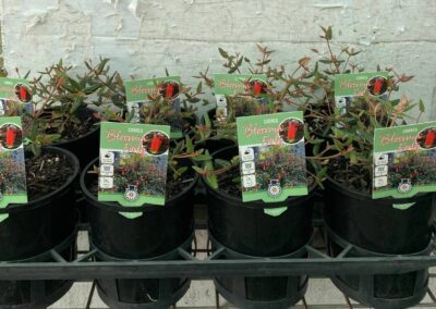 Correa Bloomin' Early 140mm