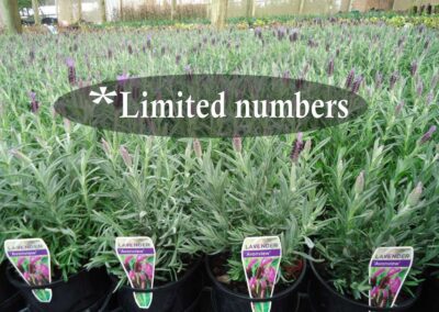 Lavender Avonview 140mm