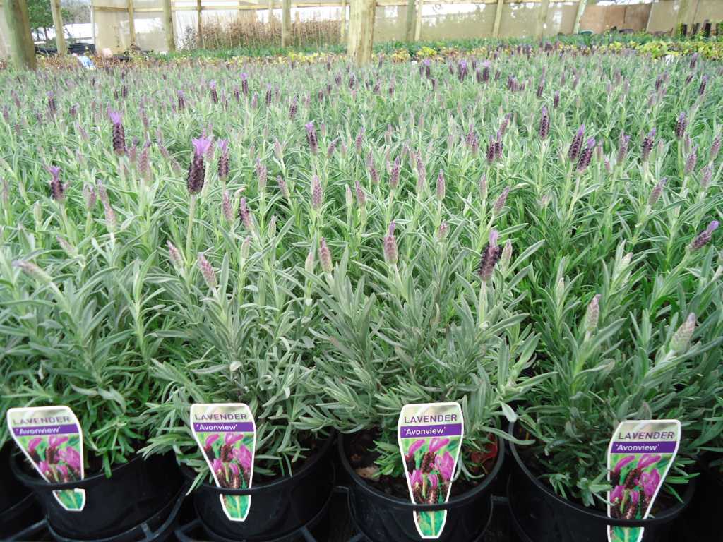 Lavender Avonview 140mm Lavender Avonview 140mm