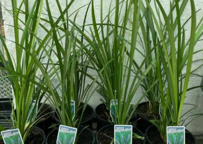 Liriope Evergreen Giant 140mm