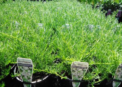 Myoporum Parvifolium Fine White 140mm