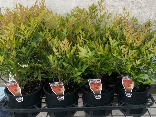 Nandina Moon Bay 