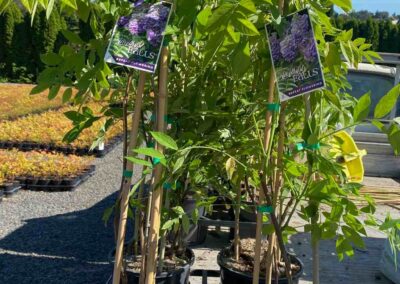 Wisteria Amethyst Falls 200mm