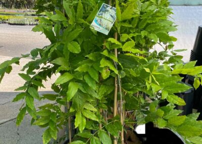 Wisteria Flor. Alba 250mm