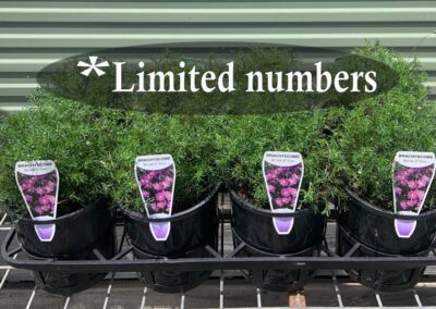 Brachyscome Break o Day 140mm