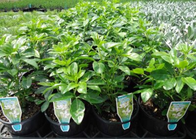 Choisya Ternata 140mm