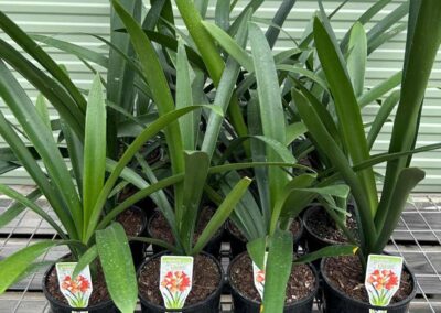 Clivia Miniata Orange 140mm
