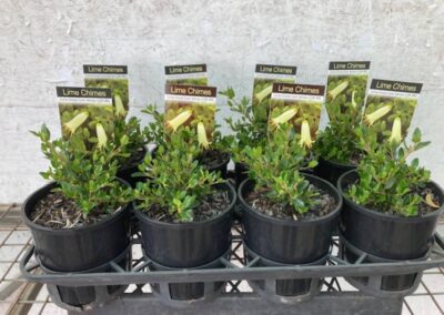 Correa Lime Chimes 140mm