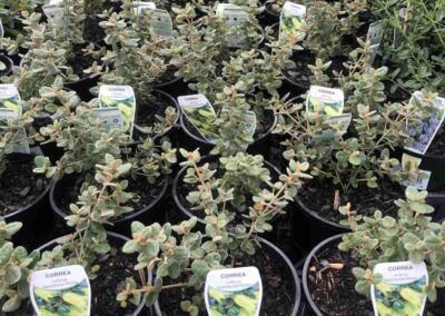 Correa Nummularifolia 140mm