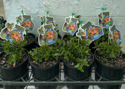 Correa Orange Glow 140mm