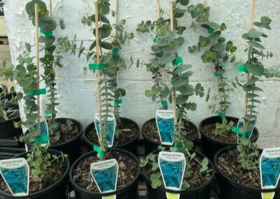Eucalyptus Baby Blue 140mm