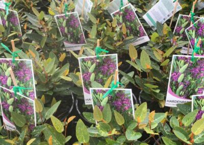 Hardenbergia Mini Ha Ha 140mm