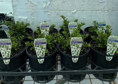 Hebe Buxifolia 140mm