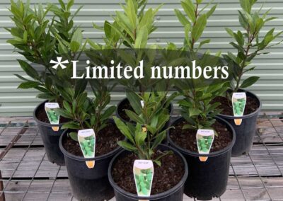 Laurus nobilis 200mm