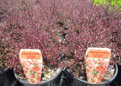 Leptospermum Nana Rubrum 140mm