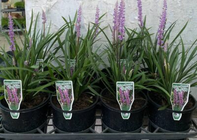 Liriope Muscari 140mm
