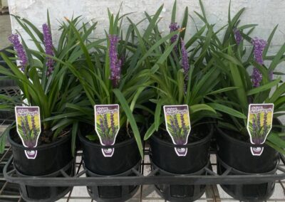 Liriope Royal Purple 140mm