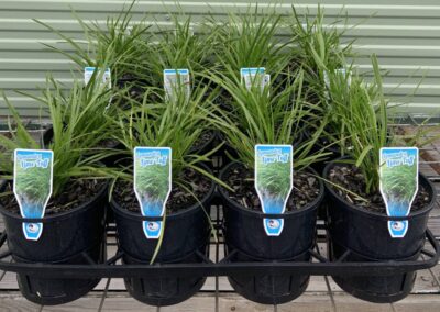 Lomandra Lime Tuff 140mm