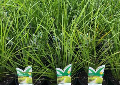 Lomandra Tanika 140mm