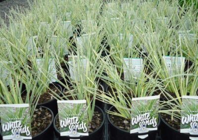 Lomandra White Sands 140mm