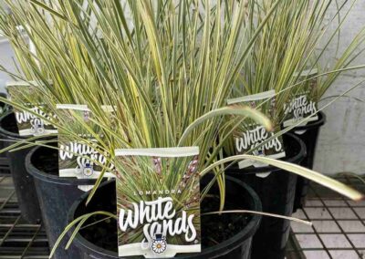Lomandra White Sands 200mm